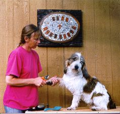 Grooming a PBGV